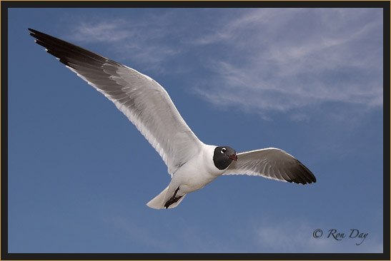 Laughing Gull (Larus atricilla), High Island